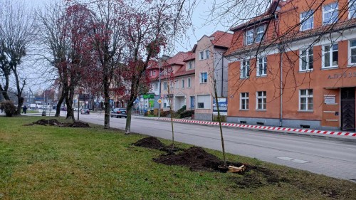 Ponad 100 drzew w ramach jesiennych nasadzeń pojawiło się w Giżycku